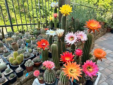 Cactus trichocereus dai fiori spettacolari