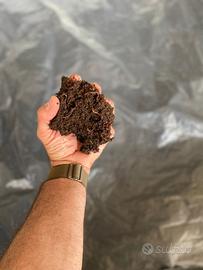 lombrichi rossi californiani