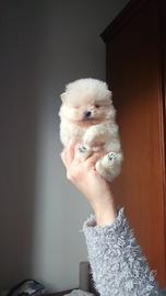 Cucciolo di pomerania