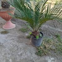 Pianta cycas