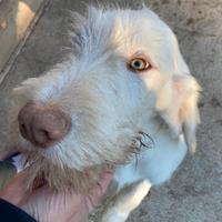 Spinone Italiano cuccioloni disponibili