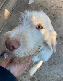 Spinone Italiano cuccioloni disponibili