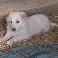 Cuccioli incrocio maremmano