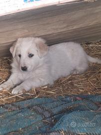 Cuccioli incrocio maremmano