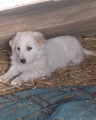 Cuccioli incrocio maremmano