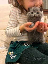 Scottish straight blue