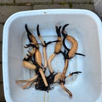 Fior di loto  rizomi 2 rizomi