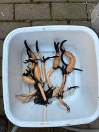 Fior di loto  rizomi 2 rizomi