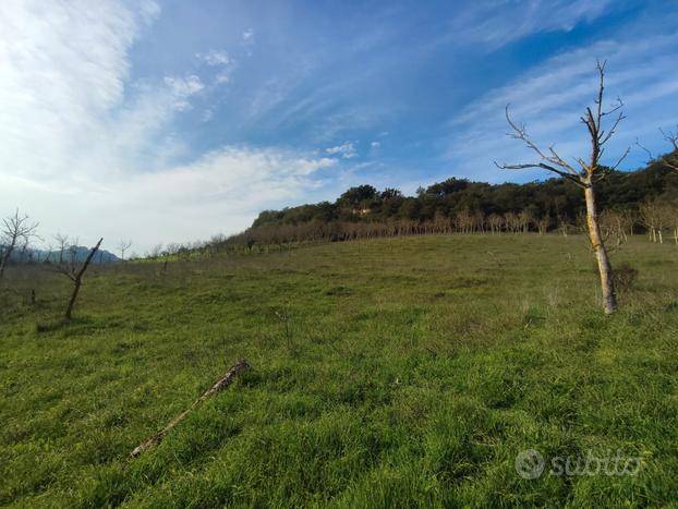 Terreno agricolo di 9,5 ettari