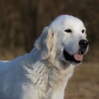 Golden retriver inglesi