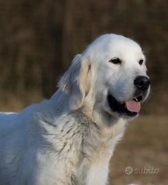 Golden retriver inglesi