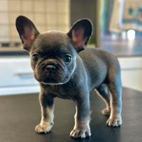 Cucciola bulldog francese blu tan