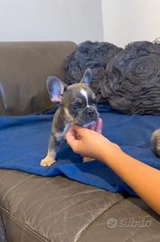 Cuccioli di Bulldog francese Blu Tan