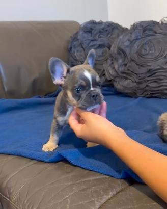 Cuccioli di Bulldog francese Blu Tan