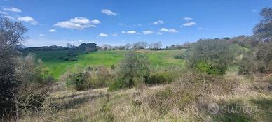 Terreno Agricolo Civitella Paganico