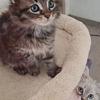 Cuccioli pura razza gatto siberiano su prenotazion
