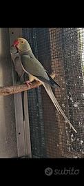 Parrocchetto dal collare cleartail