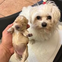 Cuccioli di maltipoo