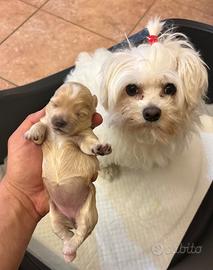 Cuccioli di maltipoo