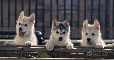 Siberian husky