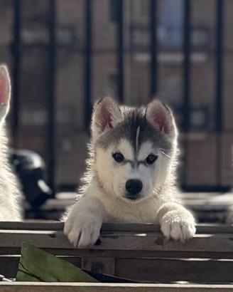 Siberian husky