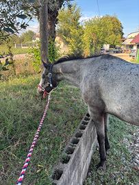 Cavalla Quarter/Appaloosa