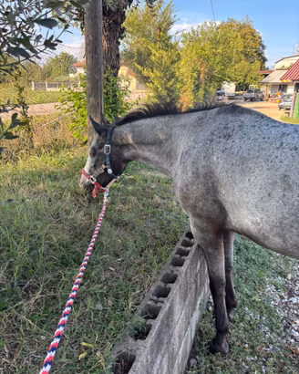 Cavalla Quarter/Appaloosa