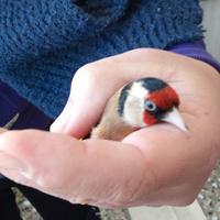 Cardellini Ancestrali e acianici