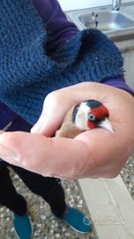 Cardellini Ancestrali e acianici