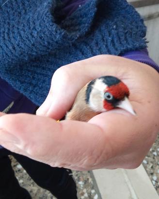 Cardellini Ancestrali e acianici