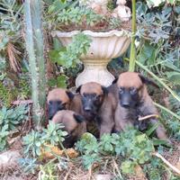 Allevamento con pedigree ENCI Pastore Belga