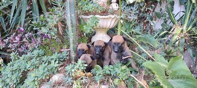 Allevamento con pedigree ENCI Pastore Belga