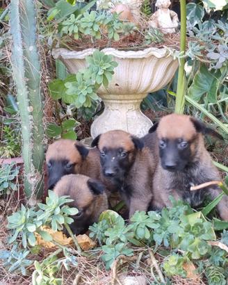 Allevamento con pedigree ENCI Pastore Belga