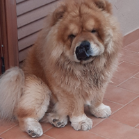 Chow Chow maschio per monta