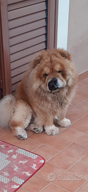 Chow Chow maschio per monta