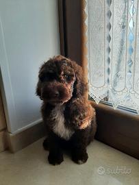 Lagotto Romagnolo
