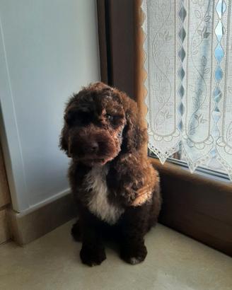 Lagotto Romagnolo