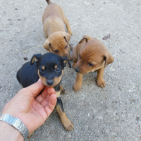 Cuccioli di pinscher