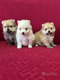 Spitz Pomerania