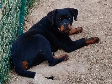 Rottweiler femmine pedigree ENCI
