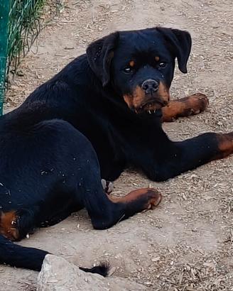 Rottweiler femmine pedigree ENCI
