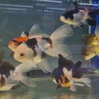 ORANDA fancy color - panda - ranchu - thai