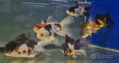 ORANDA fancy color - panda - ranchu - thai