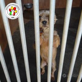 Minu adozione del cuore .yorkshire 14 anni