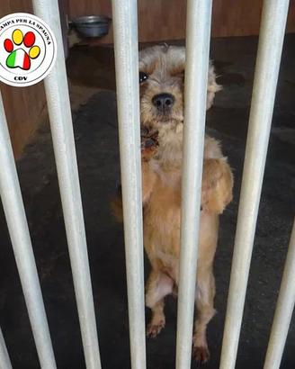 Minu adozione del cuore .yorkshire 14 anni