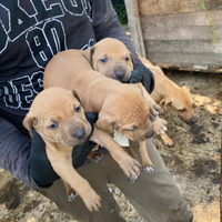 Pitbull di alta generazione ADBA