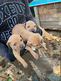 Pitbull di alta generazione ADBA