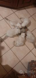 Ragdoll