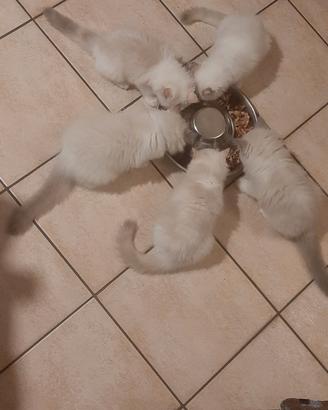 Ragdoll