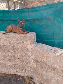 Pastore belga malinois
